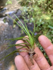 Isoetes brasiliensis