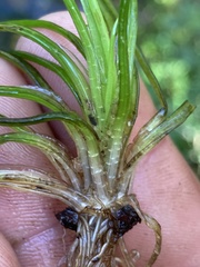 Isoetes brasiliensis