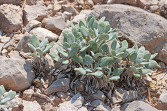 Chamaechaenactis scaposa