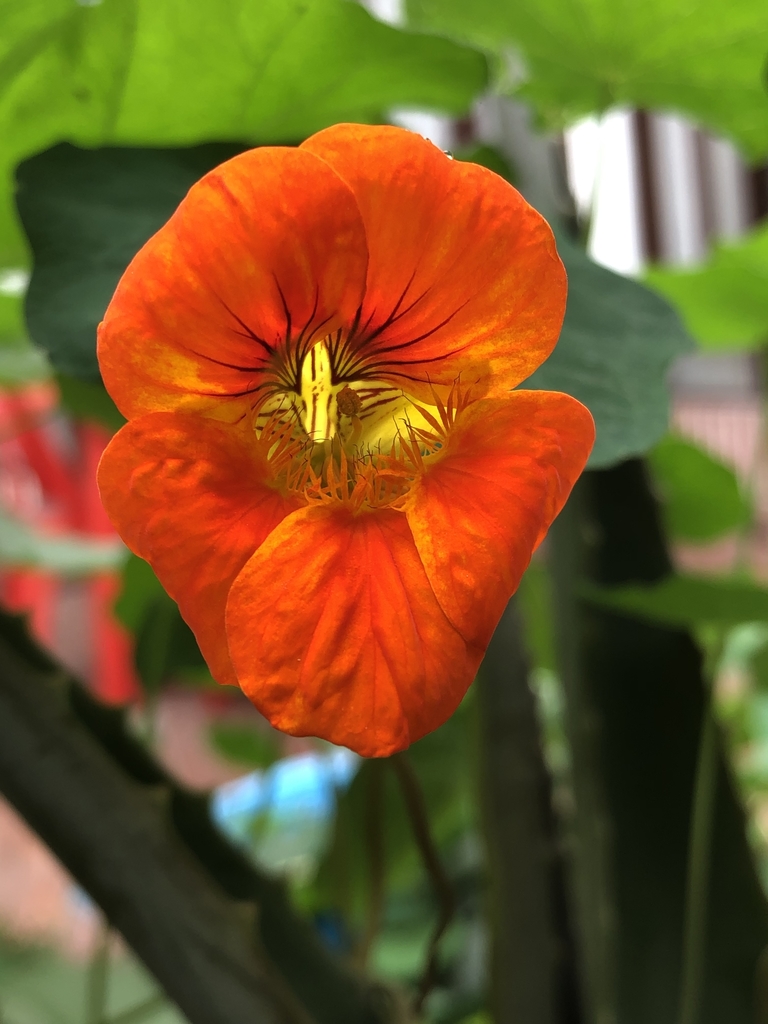 Tropaeolum majus, Lima, Lima Province, Peru