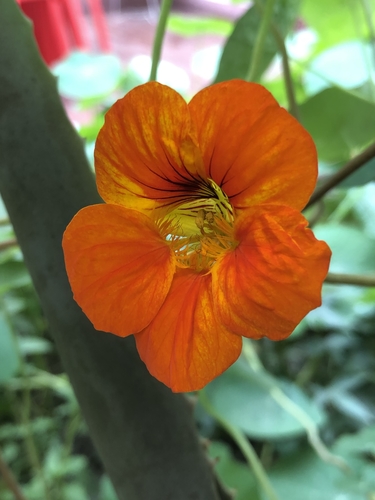 Tropaeolum majus