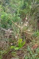 Trachyandra muricata