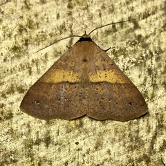 Ophyx eurrhoa