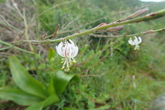 Trachyandra muricata