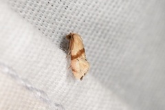 Cochylis caulocatax