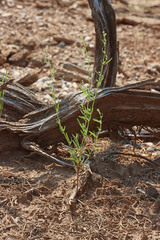 Chenopodium desiccatum