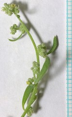 Chenopodium desiccatum