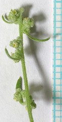 Chenopodium desiccatum