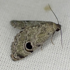 Abablemma brimleyana