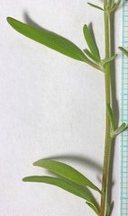 Chenopodium desiccatum