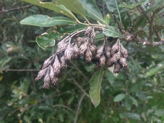 Brachylaena discolor