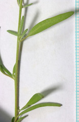 Chenopodium desiccatum