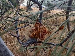 Arceuthobium occidentale