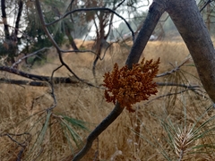 Arceuthobium occidentale