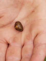 Sphaerium rhomboideum