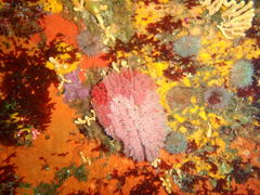 Melithaea rubra