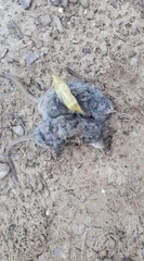 Pseudocheirus peregrinus