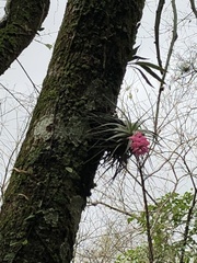Tillandsia gardneri