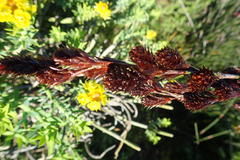 Thamnochortus spicigerus