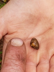 Sphaerium rhomboideum