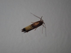 Labdia deliciosella