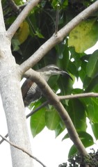 Ptiloris paradiseus