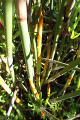 Thamnochortus spicigerus