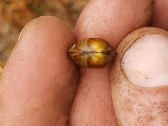 Sphaerium rhomboideum