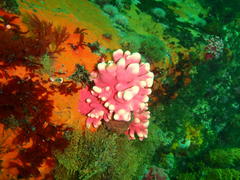 Stylaster nobilis