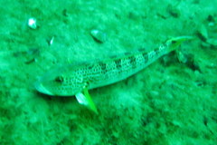 Pseudopercis semifasciata