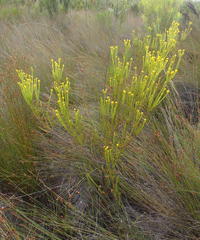 Leucadendron olens
