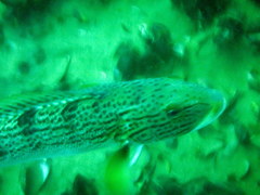 Pseudopercis semifasciata