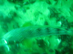 Pseudopercis semifasciata