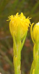 Leucadendron olens