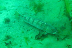 Pseudopercis semifasciata