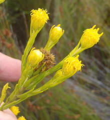Leucadendron olens