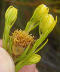 Leucadendron olens