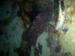 Acanthistius patachonicus