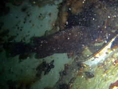 Acanthistius patachonicus