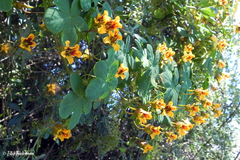 Tropaeolum ciliatum ciliatum