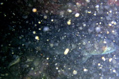 Pseudopercis semifasciata