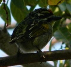 Pogoniulus pusillus pusillus