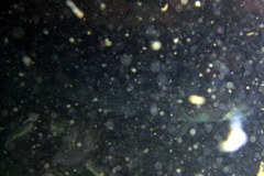 Pseudopercis semifasciata