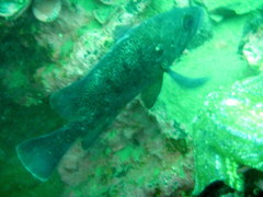 Acanthistius patachonicus
