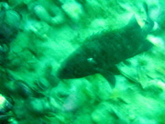 Acanthistius patachonicus