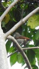 Ptiloris paradiseus