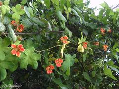 Tropaeolum ciliatum
