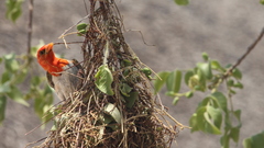 Anaplectes rubriceps rubriceps