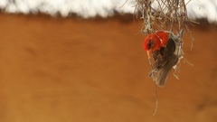 Anaplectes rubriceps rubriceps