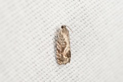 Cydia lacustrina